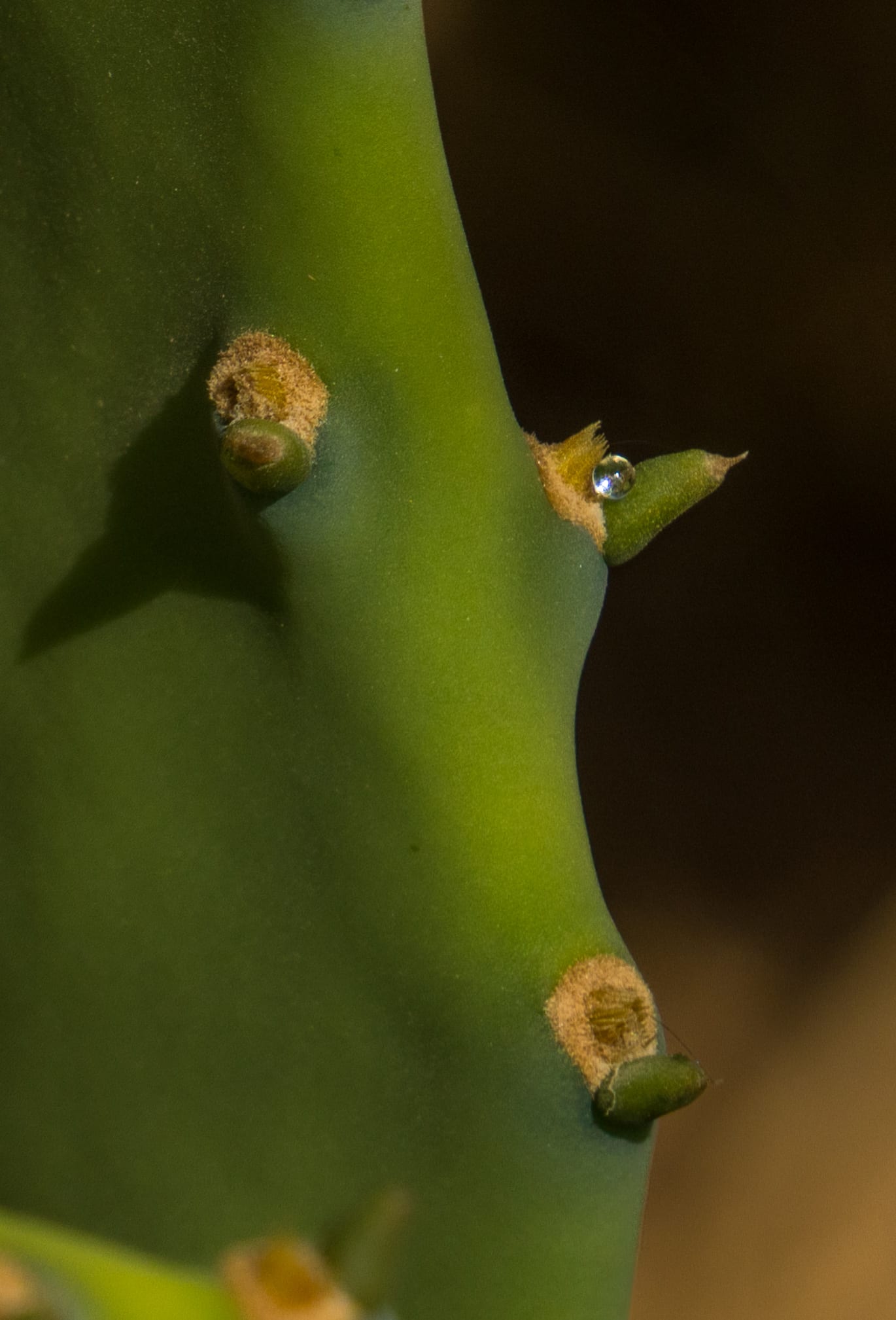 catus tear drop