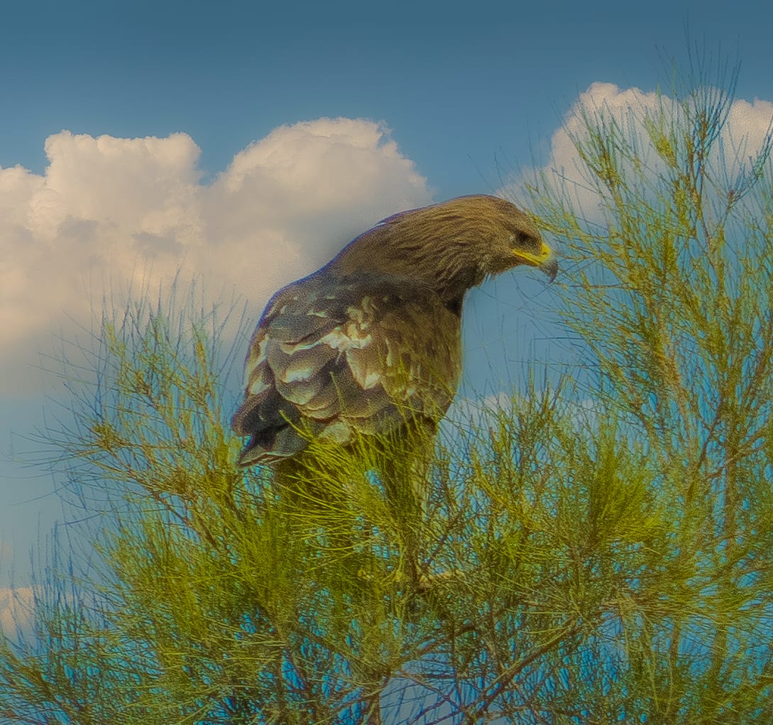 eagel