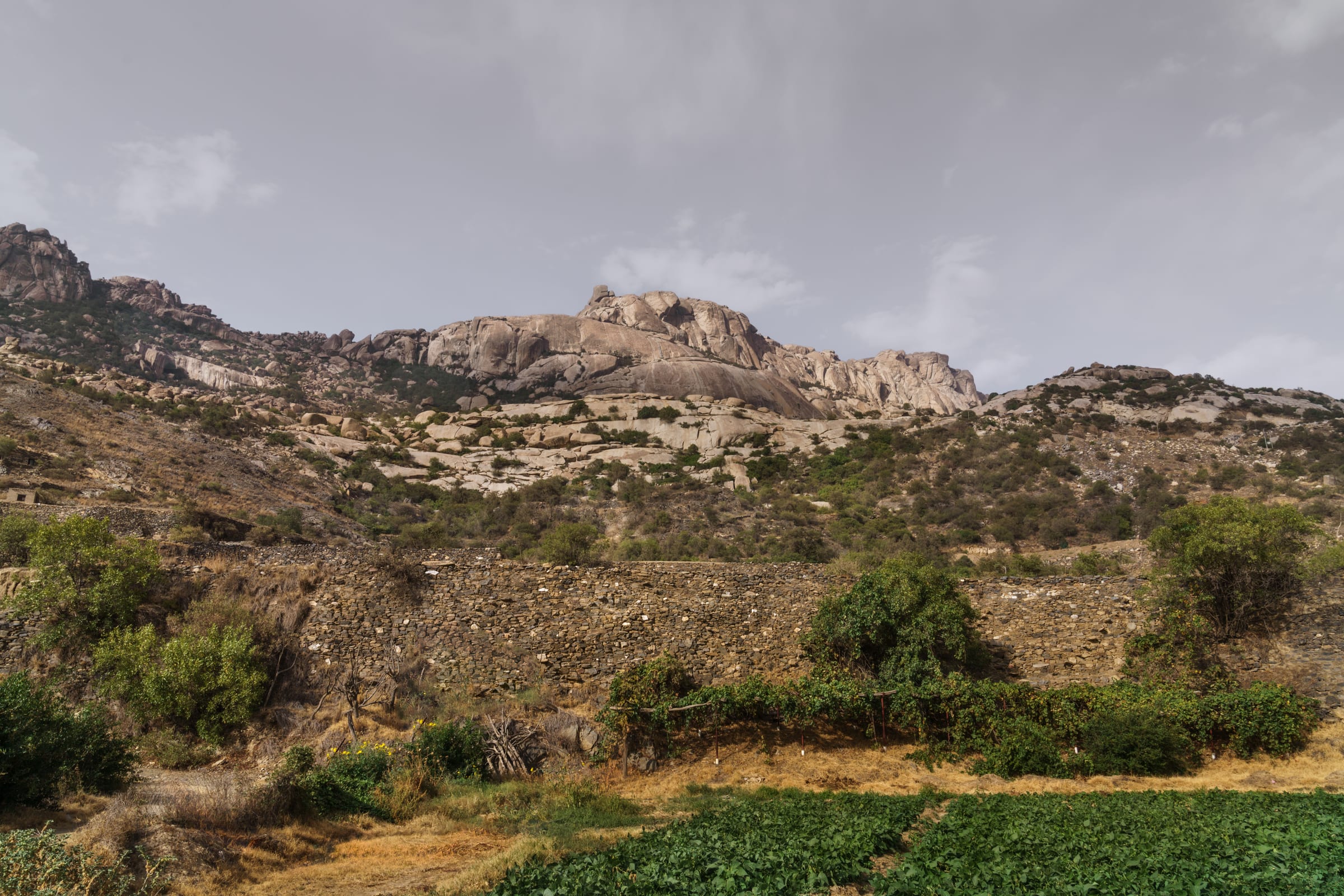 Jabal Ib with grapes