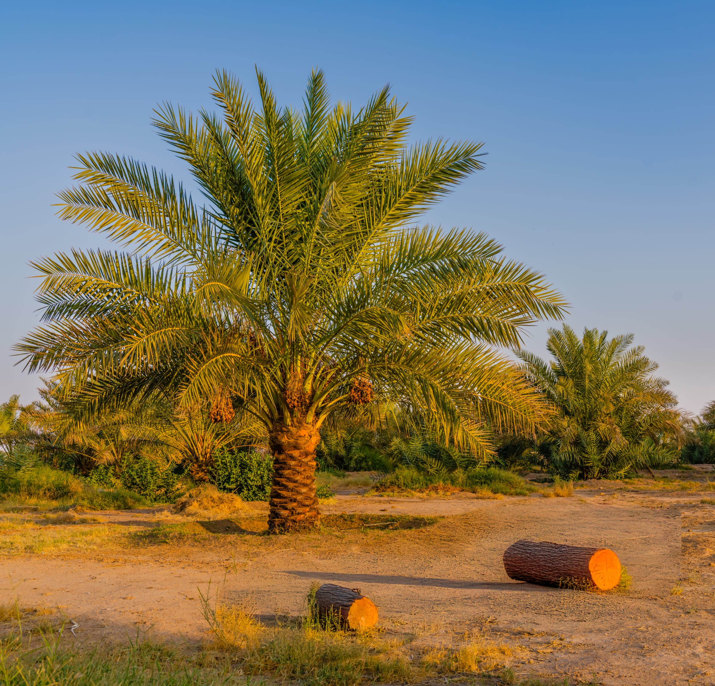 palm tree at 5 pm