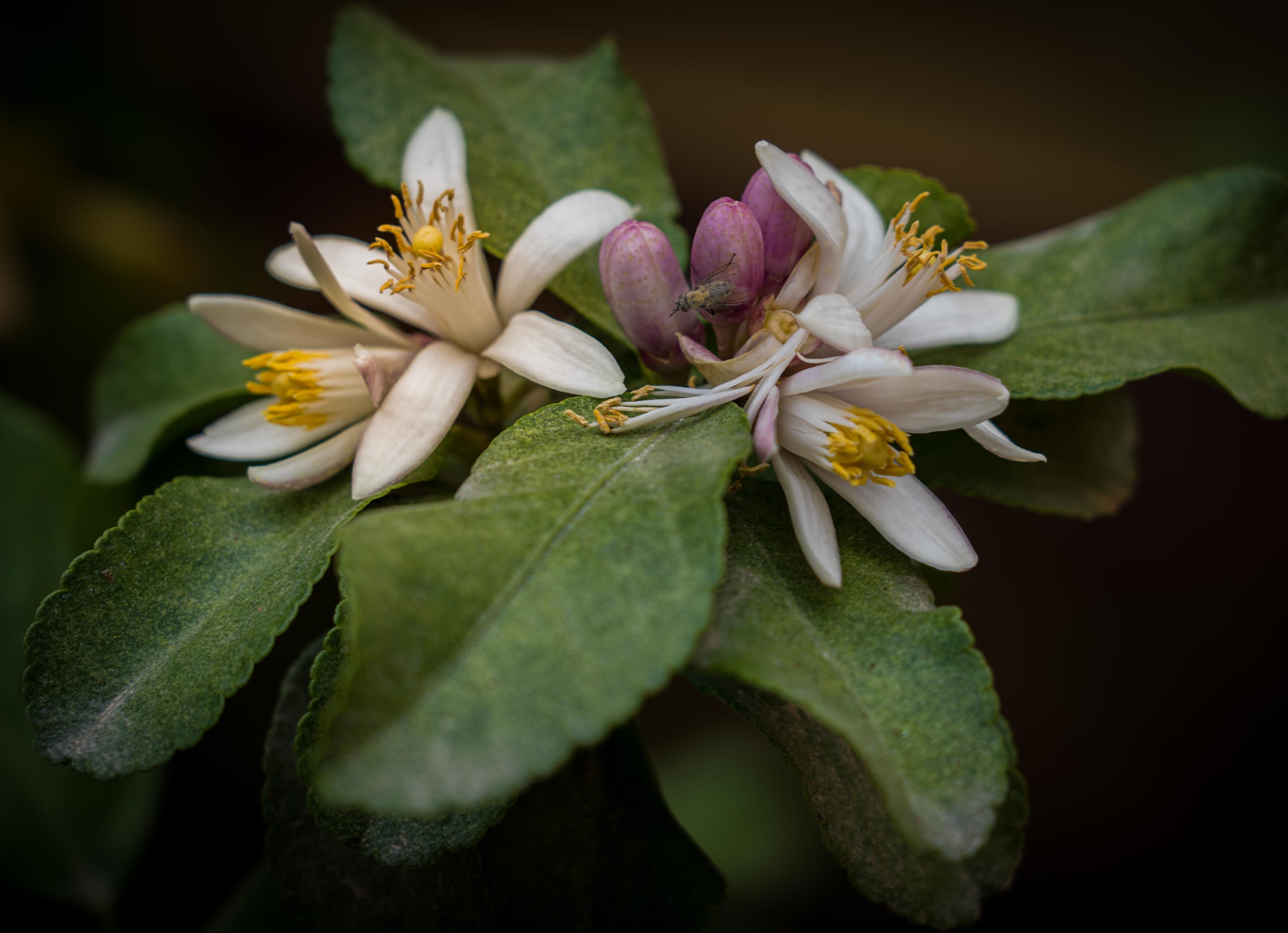 spring in the farm lemon tree